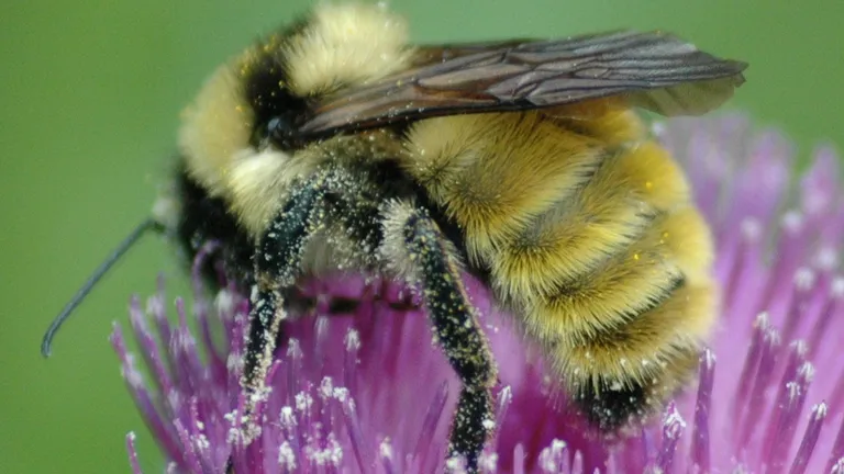 Secretul eficientei: 6 lectii pe care companiile le pot invata de la albine