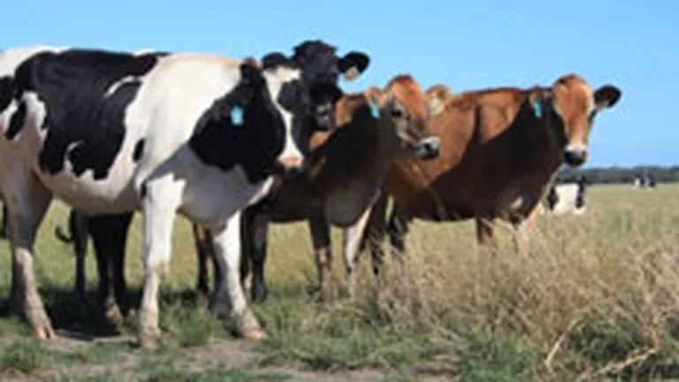 Rusia interzice importul de bovine si carne de vita din Romania, invocand boala vacii nebune