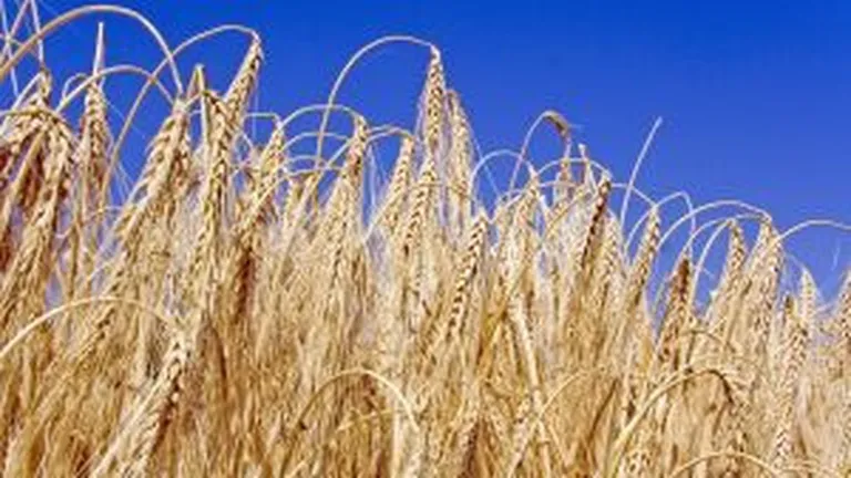 Creditul agricol care variaza in functie de pretul cerealelor la Bursa