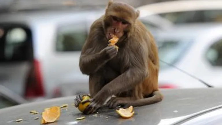 Metoda indiana: Cum vrea New Delhi sa scape de invazia maimutelor