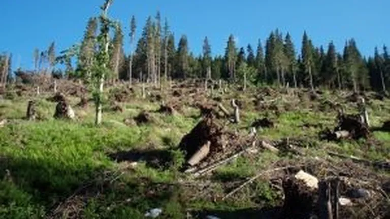 Aproape 2.000 de arbori taiati ilegal in padurea din Nadas, satul retrocedat unei singure familii