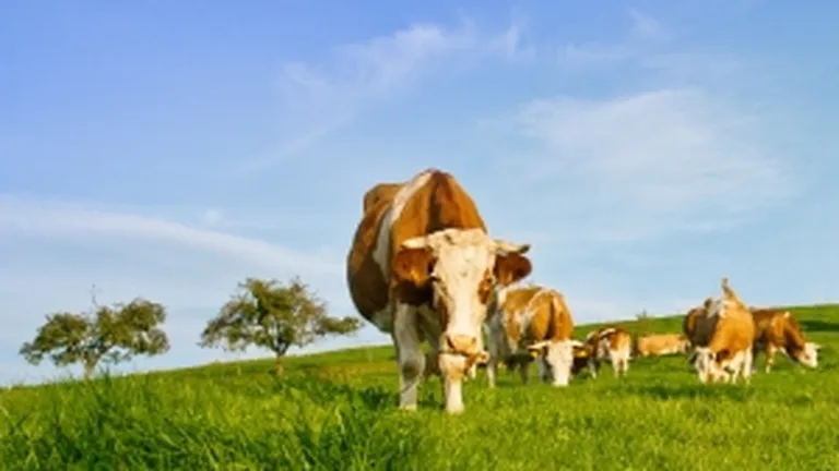O firma romano-chineza vrea sa exporte in aceasta toamna primele 5.000 de vaci in China