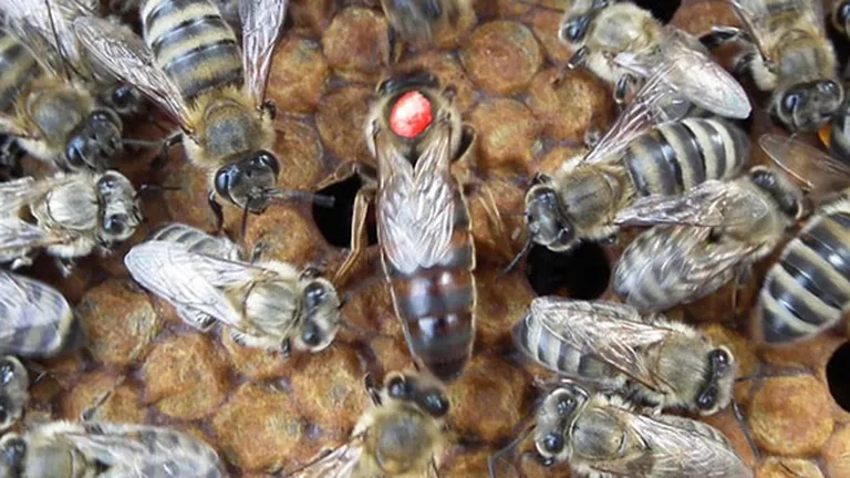 De ce risca sa dispara singura rasa romaneasca de albine in 5 ani