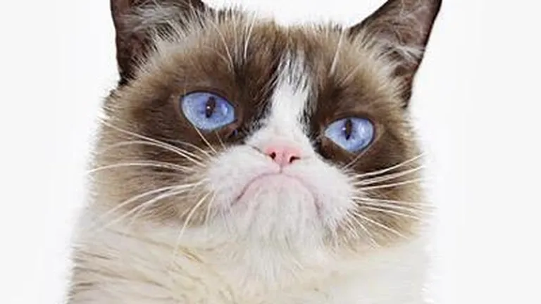 Grumpy Cat, prima pisică vedetă care va avea o statuie din ceară la Madame Tussauds