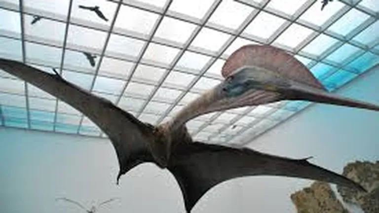 Premieră: Cel mai mare dinozaur zburător din lume va fi dezvăluit la Muzeul Antipa