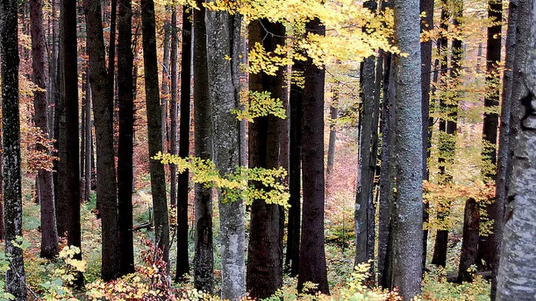 PwC: Suprafața forestieră națională a crescut la cel mai ridicat nivel de la 1929 încoace