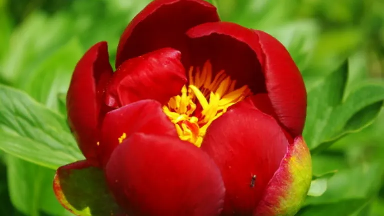 Bujorul a devenit oficial Floarea Națională a României! Acesta e sărbătorit pe 15 mai