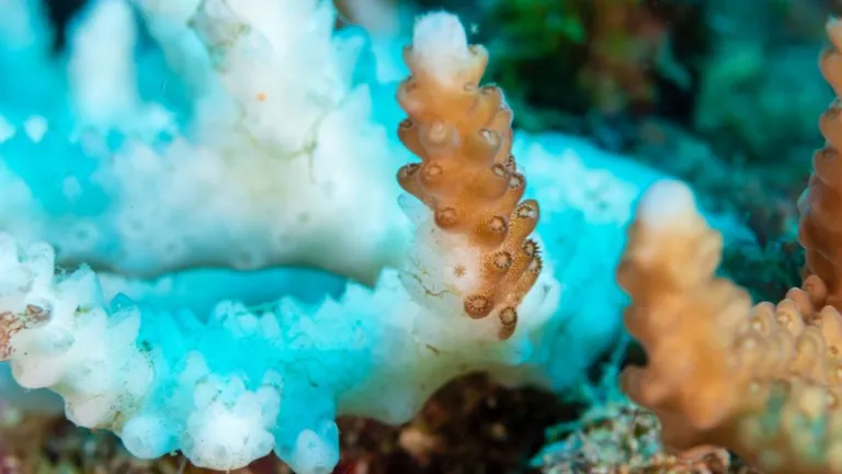 Recifurile de corali sunt în MARE pericol! Jumătate dintre coralii lumii vor fi afectați până în 2035.