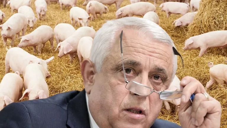 Se anunţă criză de carne de porc înainte de Sărbători din cauza pestei porcine. Daea: Ne va costa acest virus