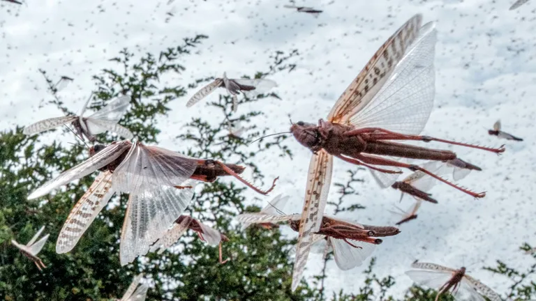STUDIU Cercetătorii prevăd o apocalipsă a insectelor provocată de schimbările climatice