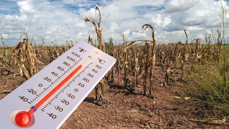 Agricultura românească, puternic afectată de secetă. Oscilaţiile foarte mari de temperaturi din următoarele zile vor compromite recoltele pe suprafeţe întinse