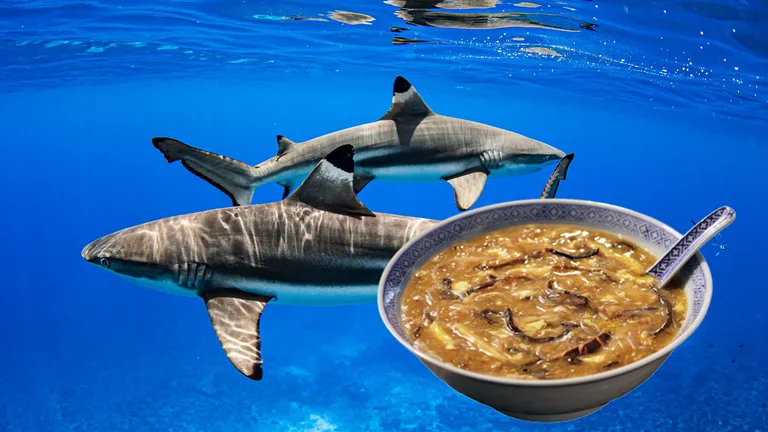 Supa de aripioare de rechin, pe care chinezii o adoră, a intrat în atenţia conferinţei COP-19 privind comerţul internaţional cu specii pe cale de dispariţie
