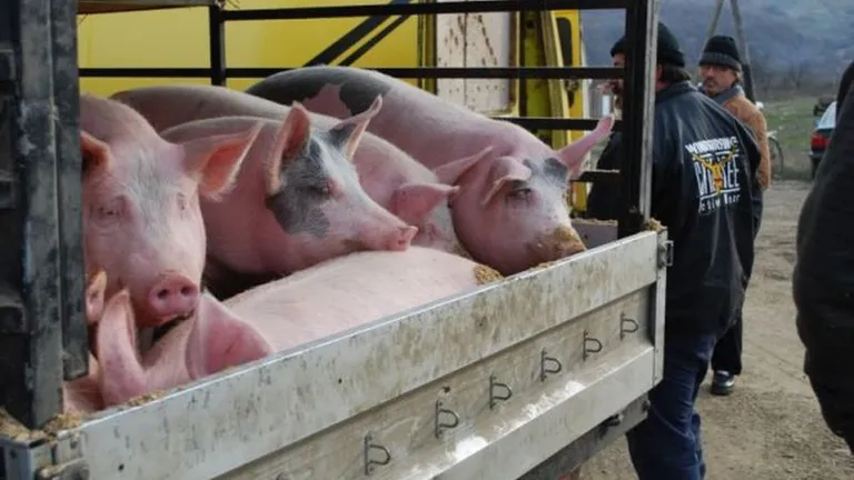 Marile ferme de porci au declarat război comerțului ambulant și micilor samsari din cauza pestei porcine. Fermierii amenință cu plângeri penale pentru zădărnicirea combaterii bolilor