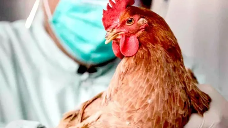 Alertă majoră în România! Focarul de gripă aviară a fost admis de autorități