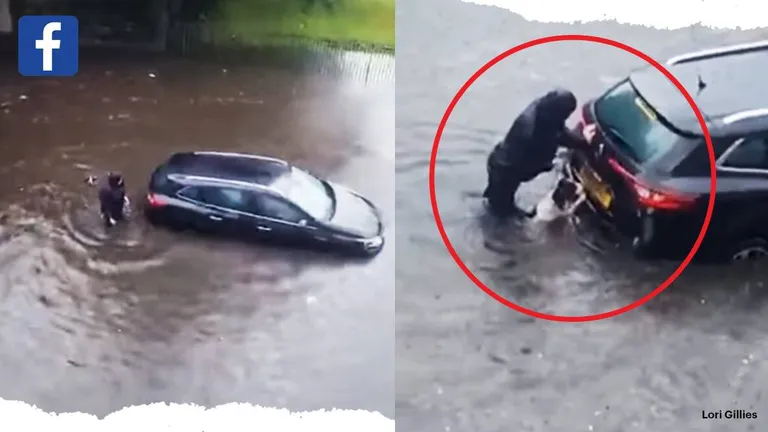 VIDEO care a șocat milioane de oameni. Un câine ajută o femeie să mute mașina blocată la inundații