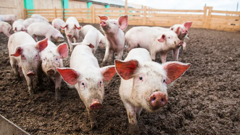 Micii crescători de porci trebuie să respecte noi reguli. Țăranii au voie să dețină maxim 15 porcine