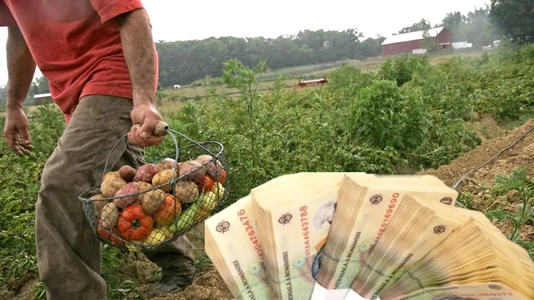 300.000 de euro/fermă în 2023. Cultivatorii de legume află cât de ușor pot primi banii de la Ministerul Agriculturii
