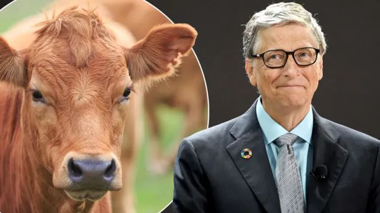 Bill Gates vrea să combată râgâitul vacilor cu o tehnologie super modernă. Șeful Amazon și fondatorul Alibaba pun umărul!
