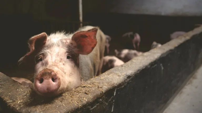 DOCUMENT. Românii nu mai au voie să dețină mai mulți porci. Guvernul anunță câte animale mai pot fi ținute într-o curte