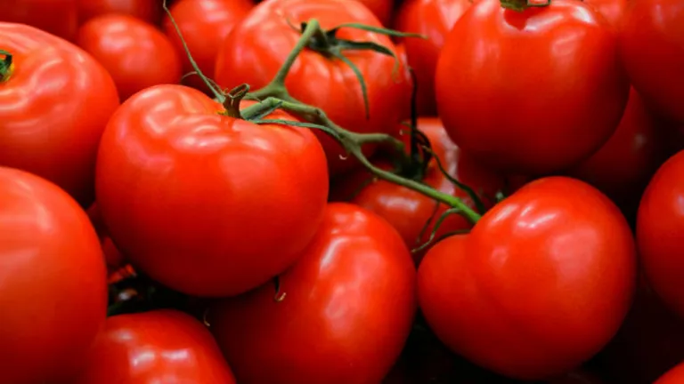 Fermierii au ajuns la disperare! Câte tone de tomate trebuie să vândă ca să primească subvenția de la stat