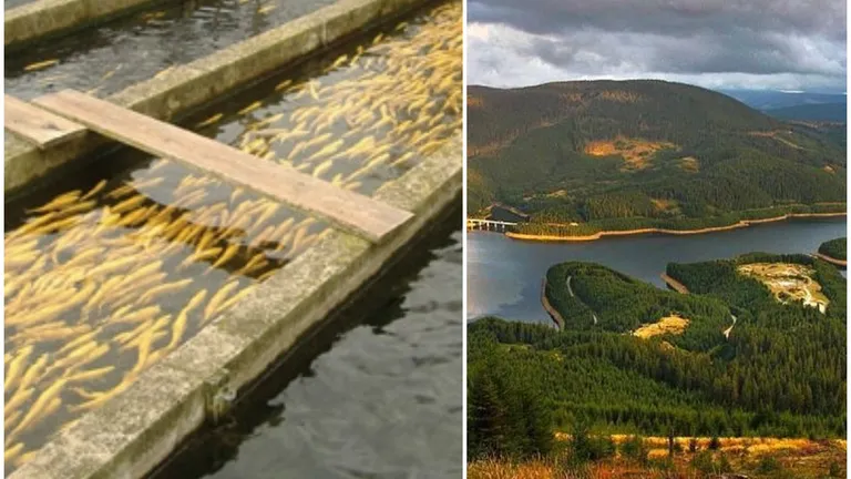 România va avea o nouă fermă piscicolă! Producția estimată este una record