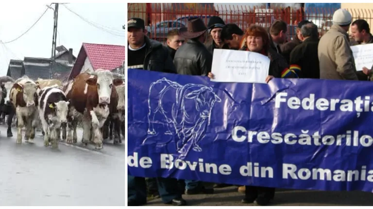 Crescătorii de vaci din România au ajuns la disperare din cauza prețurilor la raft! Oamenii își iau vacile și vor ieși în stradă, la protest, inclusiv în București