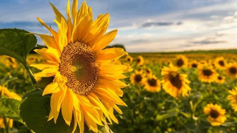 România este campioană la producția de floarea soarelui. Raport oficial INS