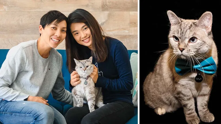 Nala este cea mai populară pisică de pe Instagram. A fost abandonată, iar acum este milionară VIDEO