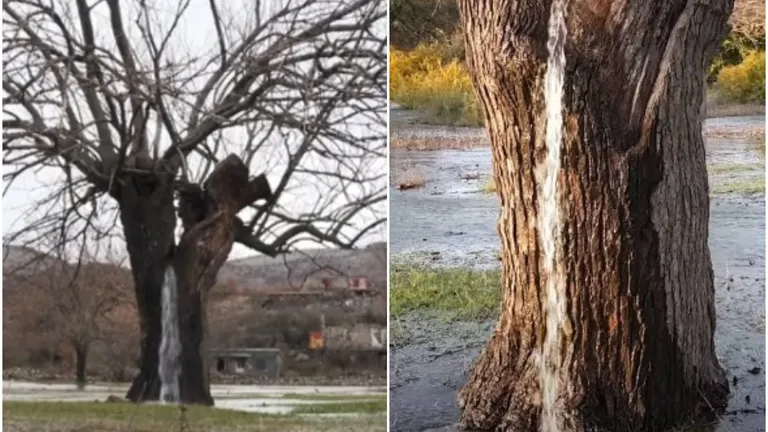 Fenomenul natural uluitor din Muntenegru! Cum a reușit un copac să uimească cetățenii