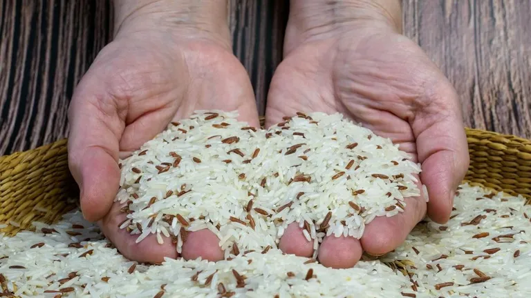 Producția de orez este în scădere drastică. Oamenii de pe tot globul se confruntă cu cel mai mare deficit din ultimele două decenii
