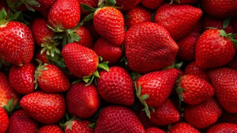 Spectaculos! Căpșunile devin un lux pentru români. Cât a ajuns să coste un kilogram în acest an din prima recoltă