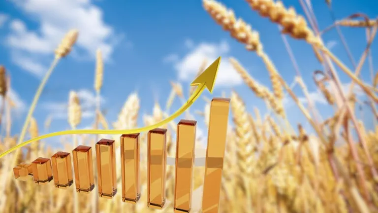 Recolta puternică de grâu în România în 2023! Sunt așteptate cantități impresionante de cereale după seceta de anul trecut