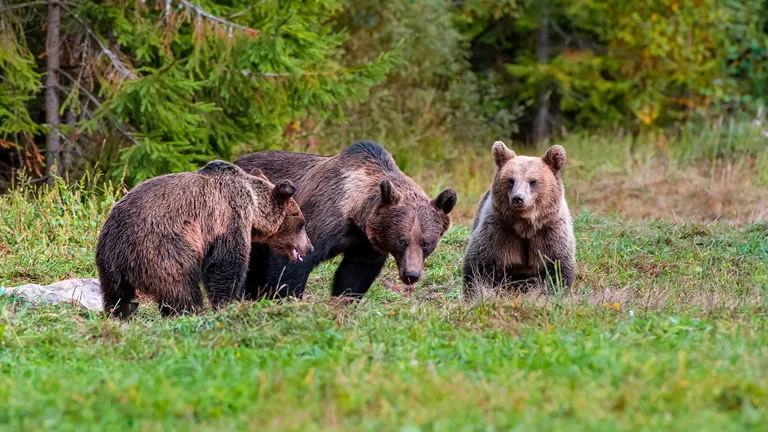 22 de ONG-uri de mediu din România critică proiectul privind reintroducerea cotelor de vânătoare la urs: „Nu se poate susține superficialitatea din spatele acestui proiect”