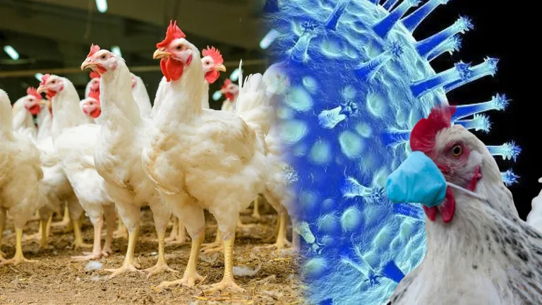 OMSA face un avertisment clar! Guvernele trebuie să ia în considerare vaccinarea păsărilor, în contextul focarului actual de gripă aviară