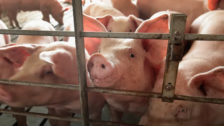 Victorie pentru porci la Curtea Supremă a SUA. Ce a decis instanţa