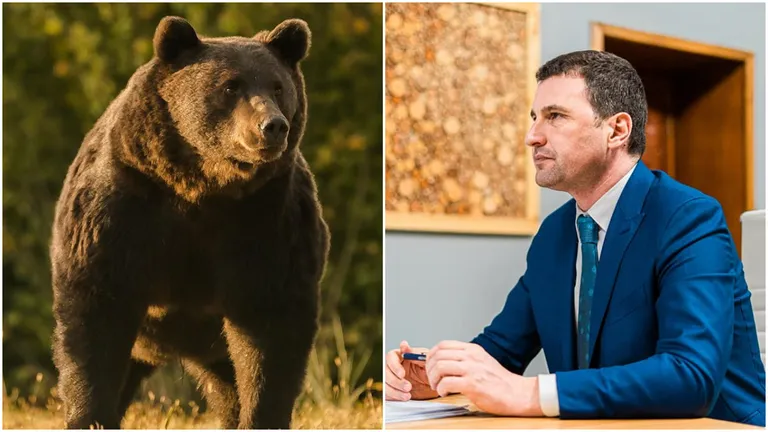 Tanczos Barna trage un semnal de alarmă. S-a dublat numărul de județe în care apar exemplare de urs. „Vom ajunge să avem urşi care să facă baie în Delta Dunării”
