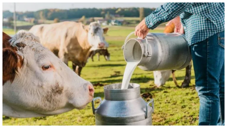 Napolact sprijină fermierii locali. Zilnic producătorul colectează peste 300.000 de litri de lapte de la peste 1.000 de ferme