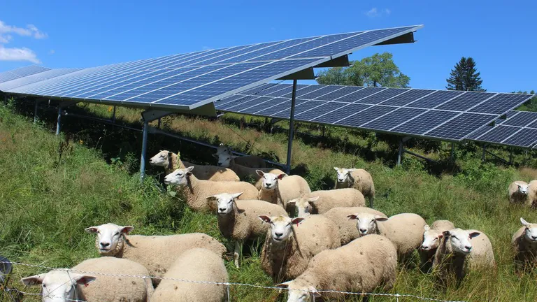 Pășunatul solar, o nouă sursă de venit printre crescătorii de oi: Ele fac o treabă mai bună decât o maşină de tuns iarba convenţională