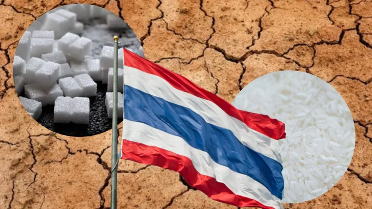 Seceta din Thailanda amenință aprovizionarea mondială cu zahăr și orez. Autoritățile cer reducerea plantării de orez la o singură recoltă