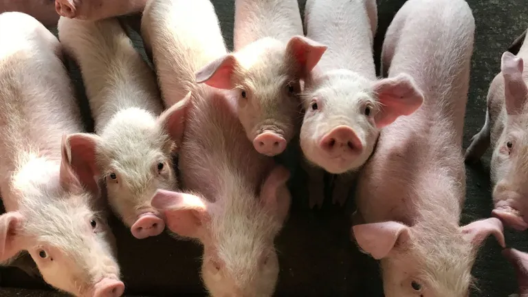 Pericol pentru industria alimentară din România. Statul român mai are doar 3,3 milioane de porci. Care sunt explicațiile