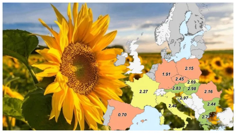 Producția de floarea soarelui a României a scăzut dramatic. Avem a doua cea mai mare scădere din UE