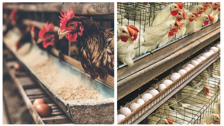 Fără precedent. România este în top 3 în UE la numărul de găini ouătoare, dar producția de ouă este deficitară