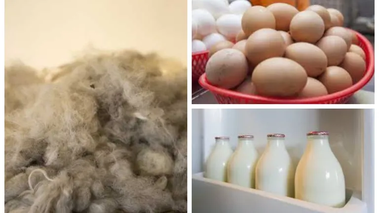 Cât lapte și câte ouă s-au produs anul trecut? Producțiile de lână și ouă au înregistrat creșteri de peste 3%