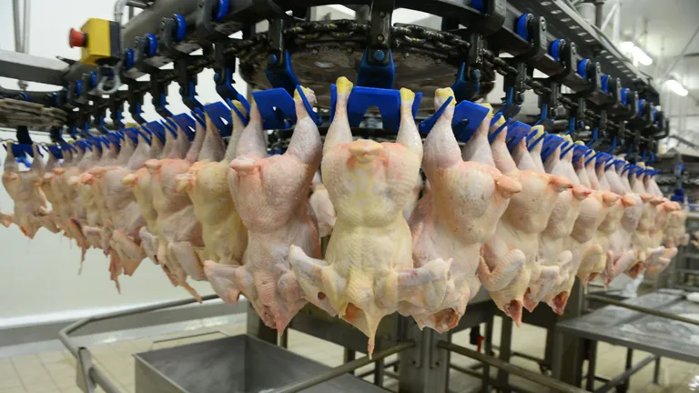 Alertă alimentară: Carne de pui contaminată cu salmonella, retrasă din mai multe magazine din țară