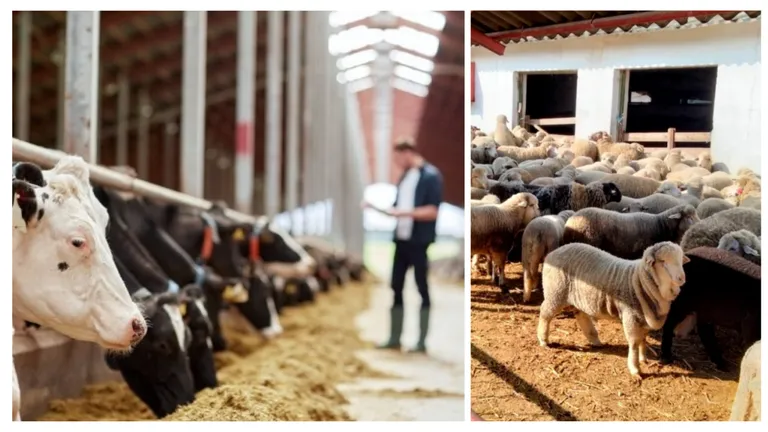 Schimbare majoră pentru crescătorii de animale din România. Anunțul a fost făcut oficial