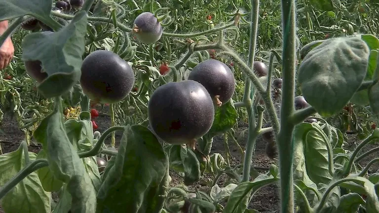 România își brevetează primul soi de roșii Kumato. Tomatele negre au de până la trei ori mai multă vitamina C decât cele roșii