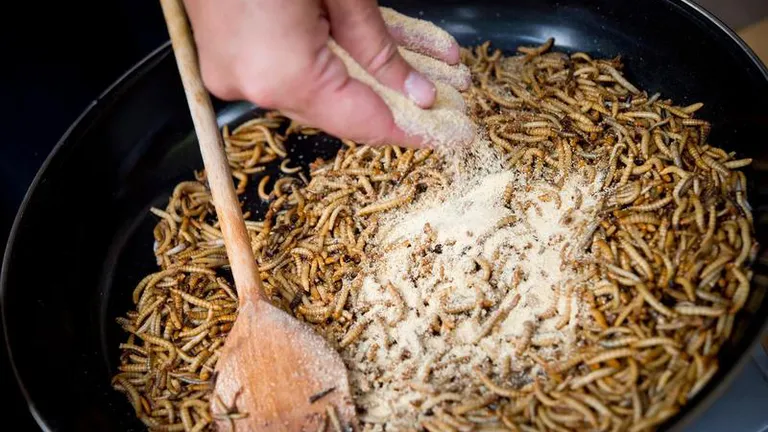 Făina de insecte, interzisă în produsele tradiţionale din România. Supermarketurile vor avea rafturi speciale pentru produsele alimentare din viermi, gândaci, greieri sau lăcuste