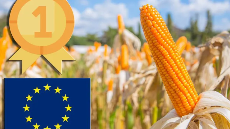 România, pe primul loc la cultivare în Uniunea Europeană la porumb pentru boabe! Producția nu reflectă același lucru!