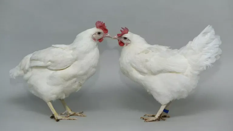 Descoperire istorică! Găini modificate genetic, imune la gripa aviară