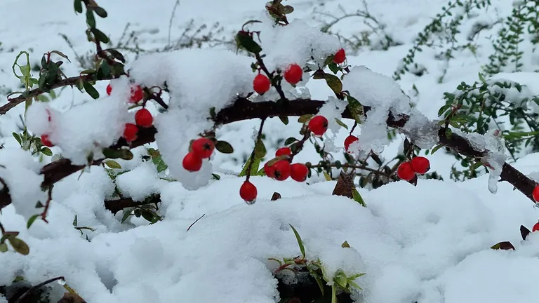 Iarna revine în România. ANM anunţă când vom scăpa de ploi și ninsori